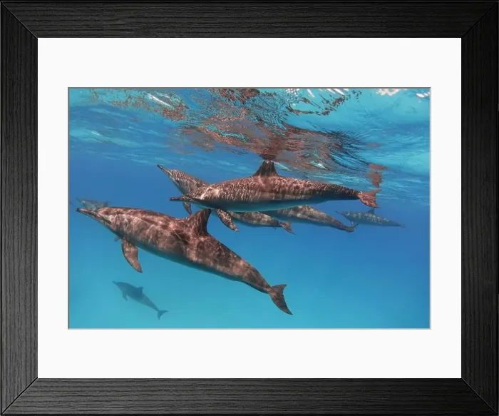 Framed Print : Group of spinner dolphins (Stenella longirostris) in the blue sea underwater Framed Print : Group of spinner dolphins (Stenella longirostris) in the blue sea underwater