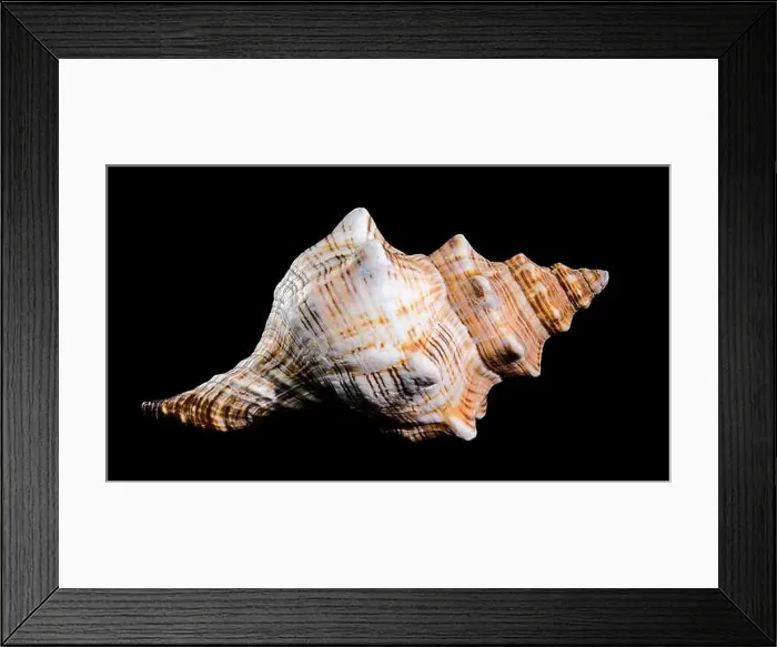 Framed Print : Close-up of a Pleuroploca trapezium shell