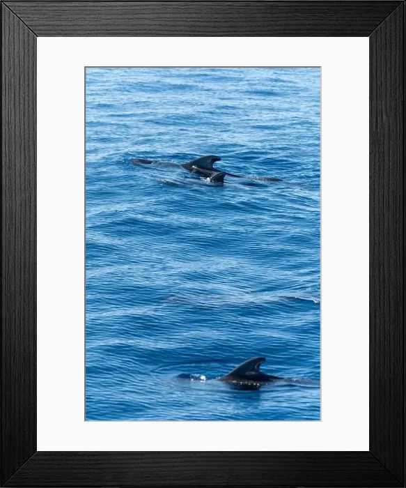 Framed Print : Watching flock of dolfins and whales from touristic boat in deep Atlantic ocean Framed Print : Watching flock of dolfins and whales from touristic boat in deep Atlantic ocean