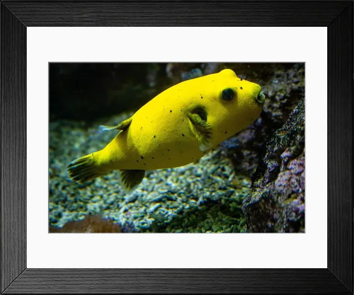 Framed Print : Yellow Blackspotted Puffer Or Dog-faced Puffer Fish Arothron Nigropunctatus Swimming In Water Framed Print : Yellow Blackspotted Puffer Or Dog-faced Puffer Fish Arothron Nigropunctatus Swimming In Water