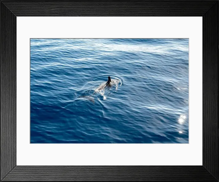 Framed Print : Watching flock of dolfins and whales from touristic boat in deep Atlantic ocean Framed Print : Watching flock of dolfins and whales from touristic boat in deep Atlantic ocean
