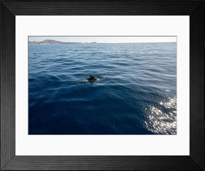 Framed Print : Watching flock of dolfins and whales from touristic boat in deep Atlantic ocean Framed Print : Watching flock of dolfins and whales from touristic boat in deep Atlantic ocean