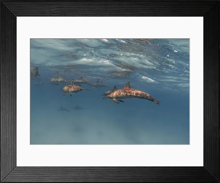 Framed Print : Group of spinner dolphins underwater Framed Print : Group of spinner dolphins underwater
