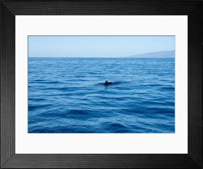 Framed Print : Watching flock of dolfins and whales from touristic boat in deep Atlantic ocean Framed Print : Watching flock of dolfins and whales from touristic boat in deep Atlantic ocean