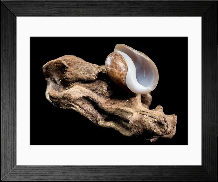 Framed Print : Close-up of a Bulla quoyii, also known as the brown bubble snail Framed Print : Close-up of a Bulla quoyii, also known as the brown bubble snail