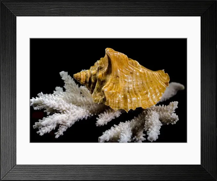 Framed Print : Close-up of a golden Strombus costatus seashell resting on a white coral branch against a black background Framed Print : Close-up of a golden Strombus costatus seashell resting on a white coral branch against a black background