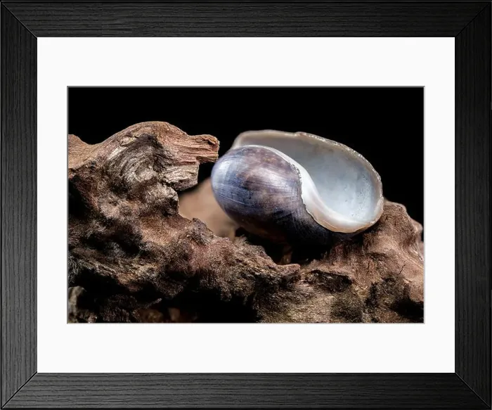 Framed Print : Close-up of a Nerite snail shell resting on textured driftwood against a black background Framed Print : Close-up of a Nerite snail shell resting on textured driftwood against a black background