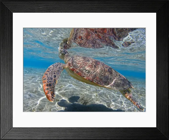 Framed Print : Sea turtle in crystal water of shallow sea bay and its reflection on the sea surface Framed Print : Sea turtle in crystal water of shallow sea bay and its reflection on the sea surface