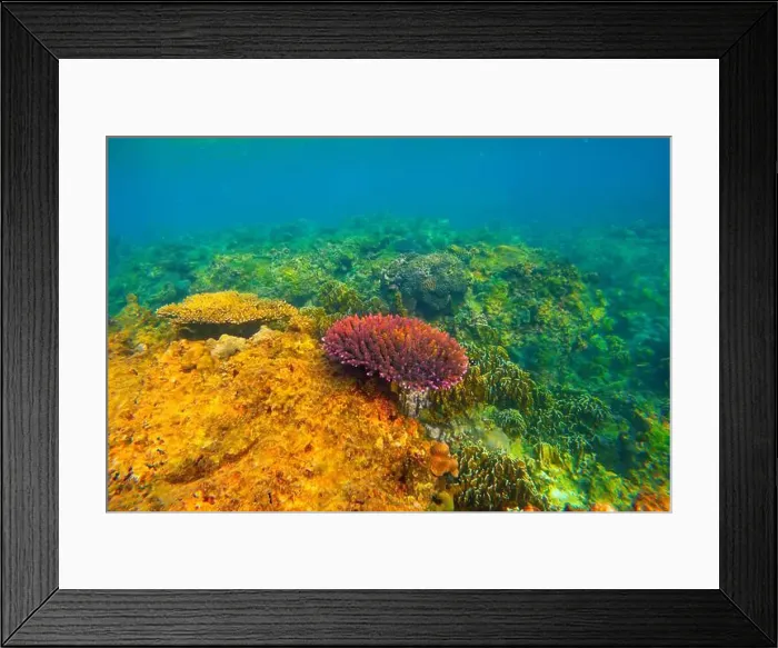 Framed Print : Underwater coral reef. View swim float, habitat of biocenosis of exotic marine tropical animals Framed Print : Underwater coral reef. View swim float, habitat of biocenosis of exotic marine tropical animals