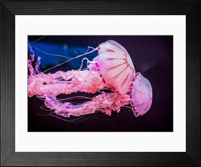 Framed Print : Two graceful pink jellyfish in aquarium against dark background Framed Print : Two graceful pink jellyfish in aquarium against dark background