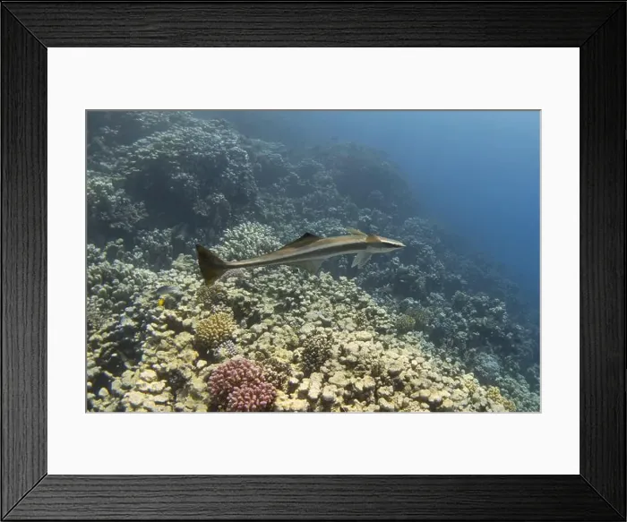 Framed Print : Remora fish swimming in the blue tropical sea Framed Print : Remora fish swimming in the blue tropical sea