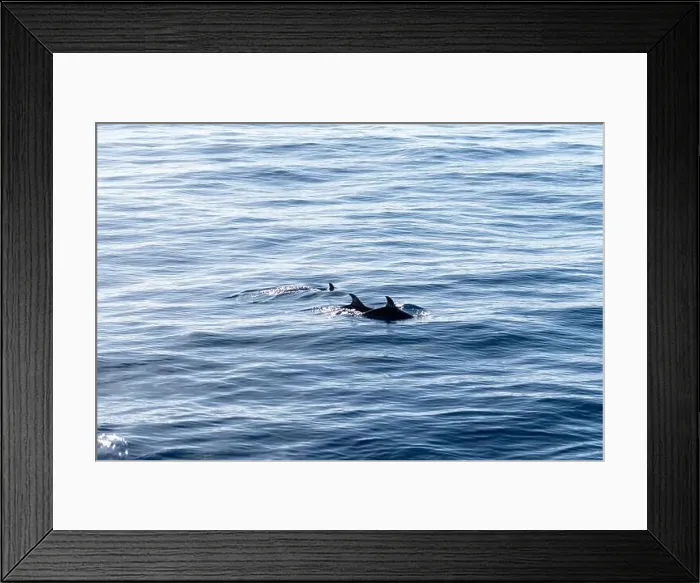 Framed Print : Watching flock of dolfins and whales from touristic boat in deep Atlantic ocean Framed Print : Watching flock of dolfins and whales from touristic boat in deep Atlantic ocean
