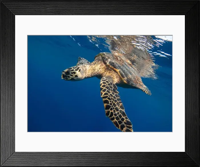 Framed Print : Hawksbill sea turtle in the blue sea underwater Framed Print : Hawksbill sea turtle in the blue sea underwater