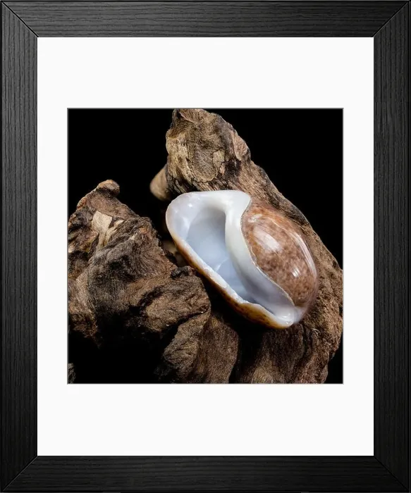 Framed Print : Close-up of a Bulla quoyii, also known as the brown bubble snail Framed Print : Close-up of a Bulla quoyii, also known as the brown bubble snail