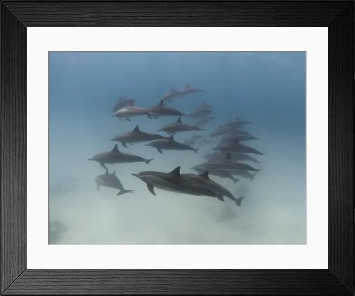 Framed Print : Group of spinner dolphins in the blue sea underwater Framed Print : Group of spinner dolphins in the blue sea underwater