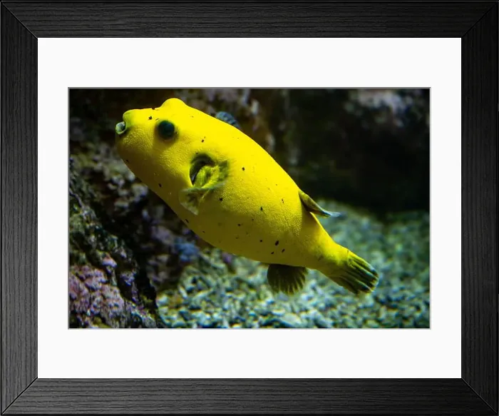 Framed Print : Yellow Blackspotted Puffer Or Dog-faced Puffer Fish Arothron Nigropunctatus Swimming In Water Framed Print : Yellow Blackspotted Puffer Or Dog-faced Puffer Fish Arothron Nigropunctatus Swimming In Water