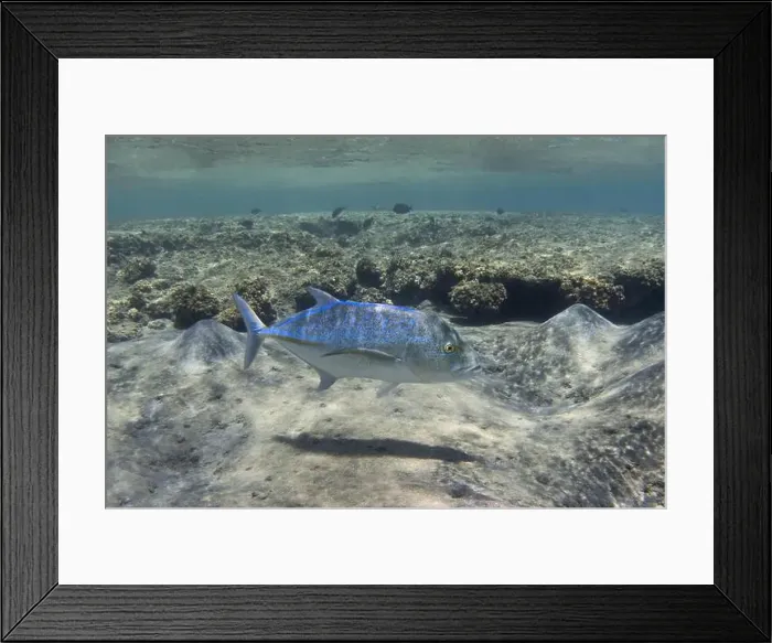 Framed Print : Bluefin trevally swimming in the shallow tropical sea water Framed Print : Bluefin trevally swimming in the shallow tropical sea water