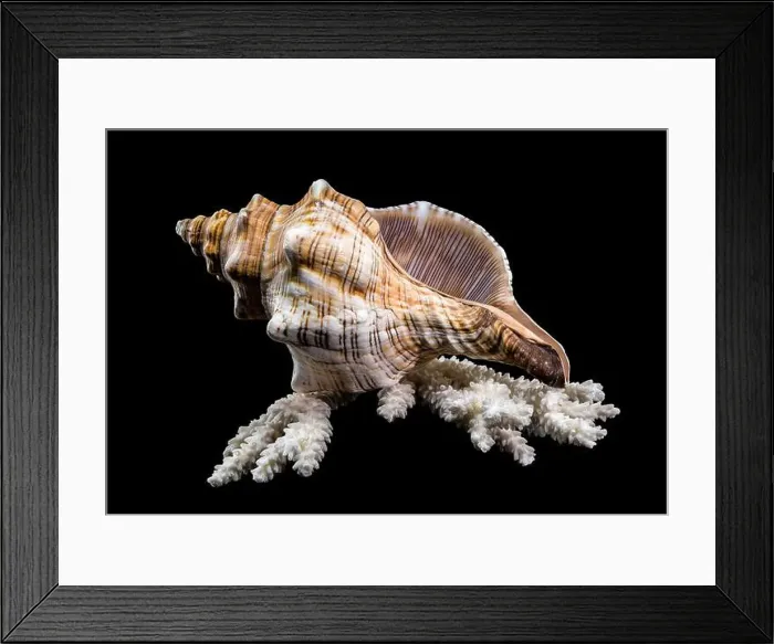 Framed Print : Close-up of a Pleuroploca trapezium shell