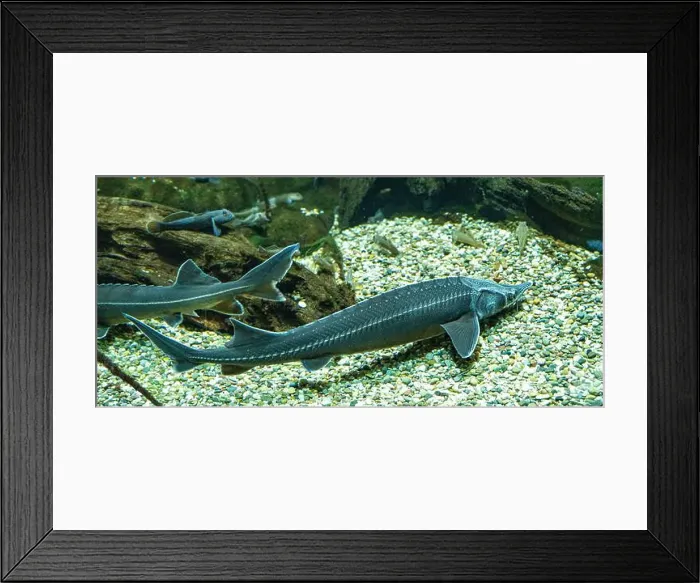 Framed Print : Sterlet (Acipenser ruthenus), Baden-Wuerttemberg, Germany, Europe Framed Print : Sterlet (Acipenser ruthenus), Baden-Wuerttemberg, Germany, Europe
