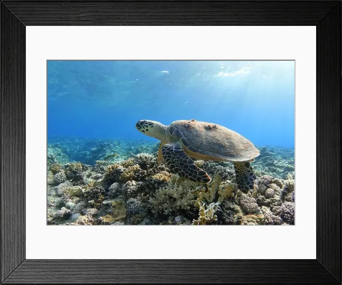 Framed Print : Sea turtle on colorful coral reef Framed Print : Sea turtle on colorful coral reef