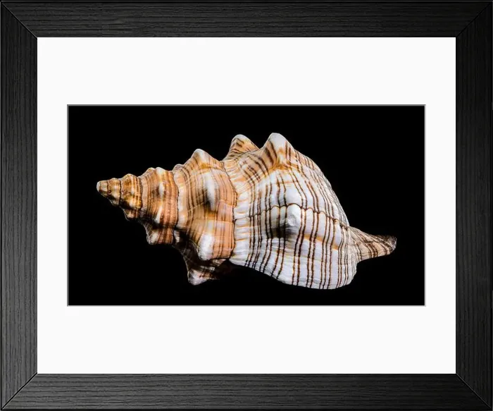 Framed Print : Close-up of a Pleuroploca trapezium shell