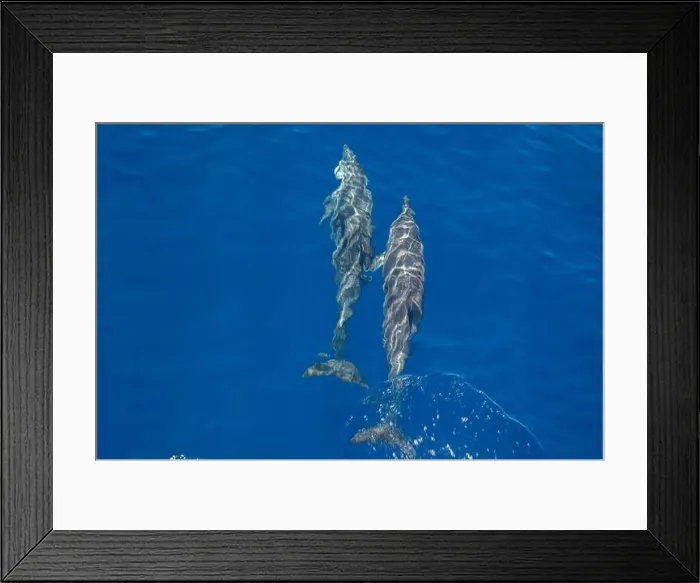 Framed Print : Watching flock of dolfins and whales from touristic boat in deep Atlantic ocean Framed Print : Watching flock of dolfins and whales from touristic boat in deep Atlantic ocean