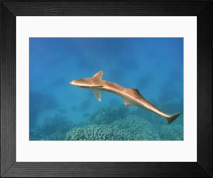 Framed Print : Remora fish swims in the blue sea Framed Print : Remora fish swims in the blue sea