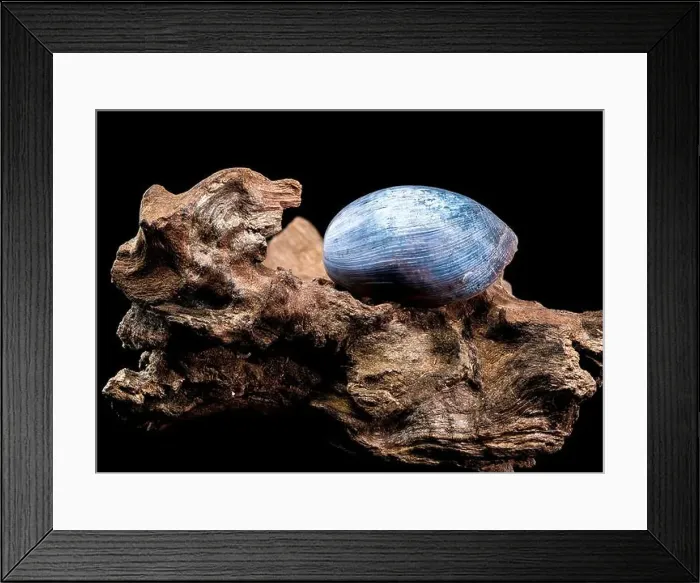 Framed Print : Close-up of a Nerite snail shell resting on textured driftwood against a black background Framed Print : Close-up of a Nerite snail shell resting on textured driftwood against a black background