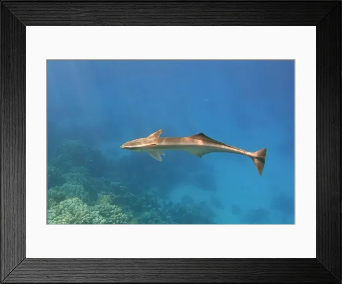 Framed Print : Remora fish swimming alone in the blue sea Framed Print : Remora fish swimming alone in the blue sea