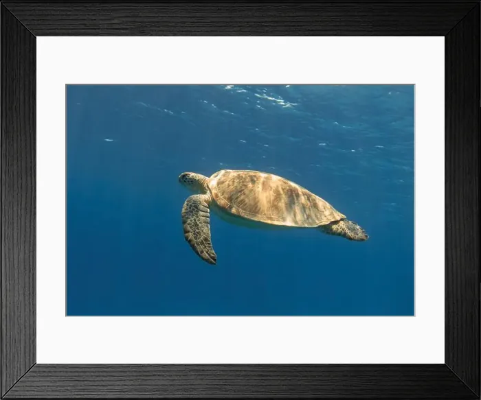 Framed Print : Green sea turtle swimming in the blue sea underwater Framed Print : Green sea turtle swimming in the blue sea underwater