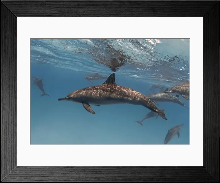 Framed Print : Spinner dolphin in the blue tropical sea underwater Framed Print : Spinner dolphin in the blue tropical sea underwater