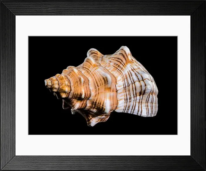 Framed Print : Close-up of a Pleuroploca trapezium shell Framed Print : Close-up of a Pleuroploca trapezium shell