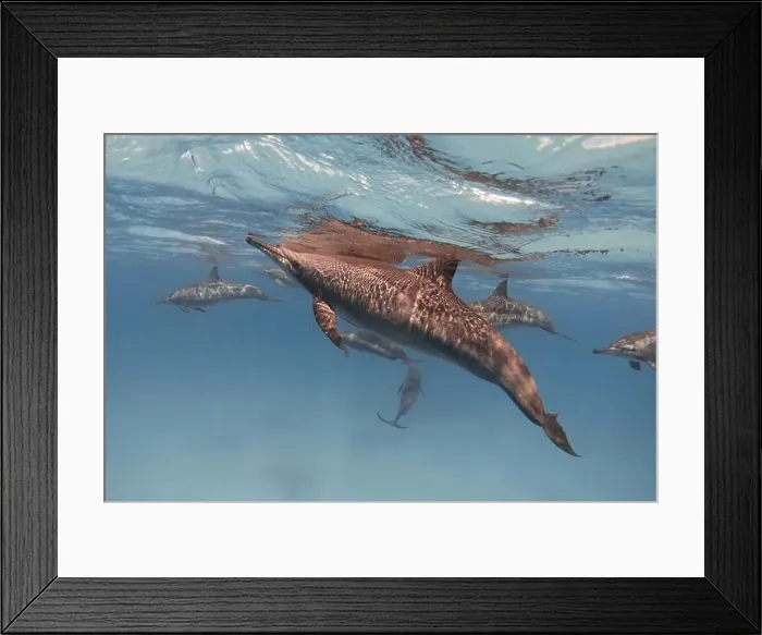 Framed Print : Spinner dolphin underwater in the sea Framed Print : Spinner dolphin underwater in the sea