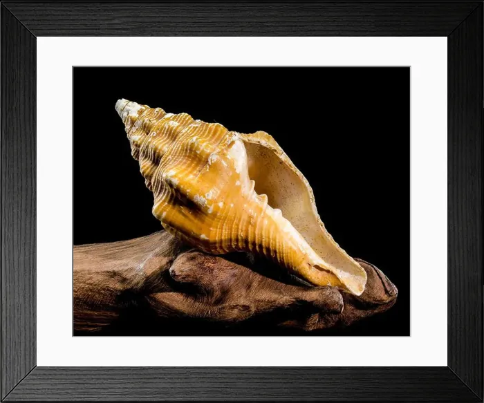 Framed Print : Close-up of an Africofusus ocelliferus shell Framed Print : Close-up of an Africofusus ocelliferus shell