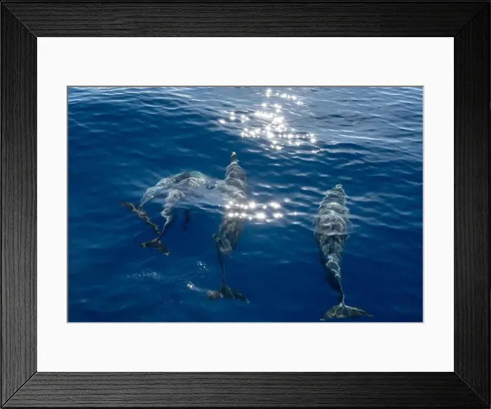 Framed Print : Watching flock of dolfins and whales from touristic boat in deep Atlantic ocean Framed Print : Watching flock of dolfins and whales from touristic boat in deep Atlantic ocean