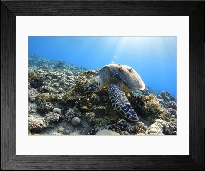 Framed Print : Sea turtle on a colorful coral reef at sunlight Framed Print : Sea turtle on a colorful coral reef at sunlight
