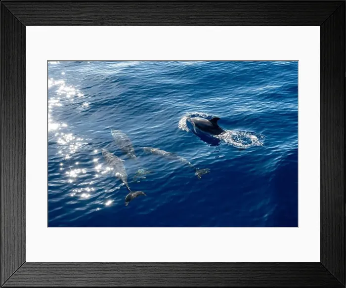 Framed Print : Watching flock of dolfins and whales from touristic boat in deep Atlantic ocean Framed Print : Watching flock of dolfins and whales from touristic boat in deep Atlantic ocean
