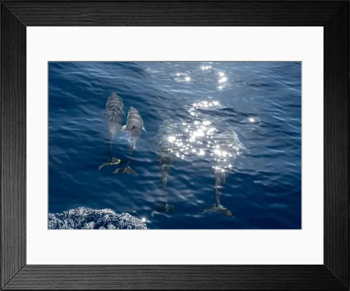 Framed Print : Watching flock of dolfins and whales from touristic boat in deep Atlantic ocean Framed Print : Watching flock of dolfins and whales from touristic boat in deep Atlantic ocean