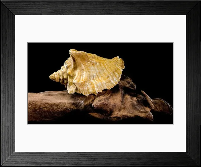 Framed Print : Close-up of a golden Strombus costatus seashell resting on a driftwood branch against a black background Framed Print : Close-up of a golden Strombus costatus seashell resting on a driftwood branch against a black background