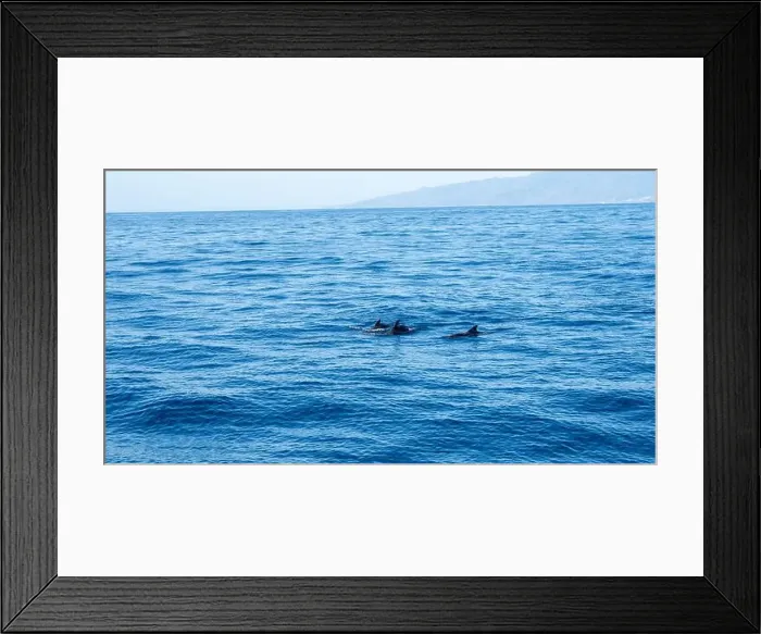 Framed Print : Watching flock of dolfins and whales from touristic boat in deep Atlantic ocean Framed Print : Watching flock of dolfins and whales from touristic boat in deep Atlantic ocean
