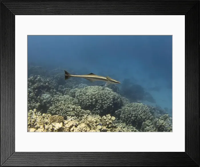 Framed Print : Single remora fish in the blue tropical sea Framed Print : Single remora fish in the blue tropical sea