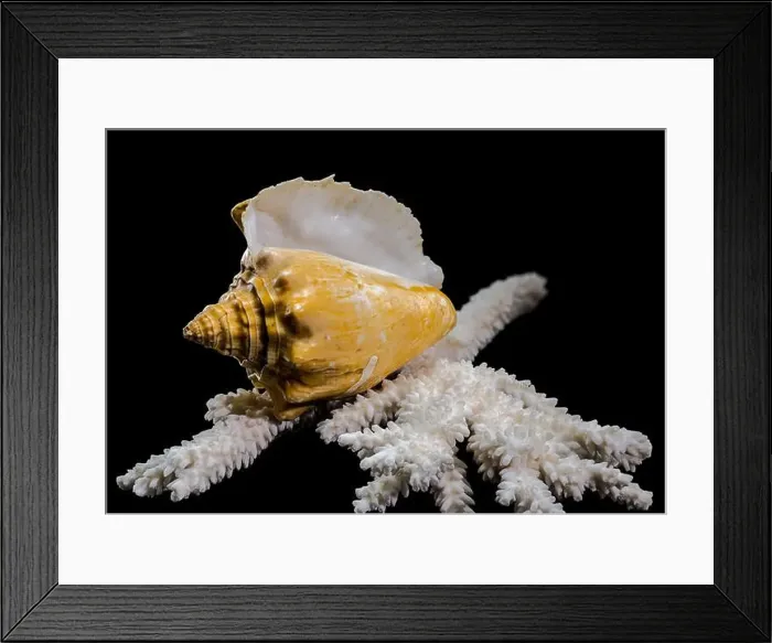 Framed Print : Close-up of a golden Strombus costatus seashell resting on a white coral branch against a black background Framed Print : Close-up of a golden Strombus costatus seashell resting on a white coral branch against a black background