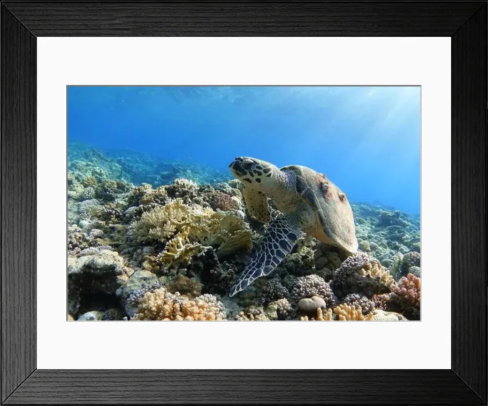 Framed Print : Sea turtle on colorful coral reef Framed Print : Sea turtle on colorful coral reef
