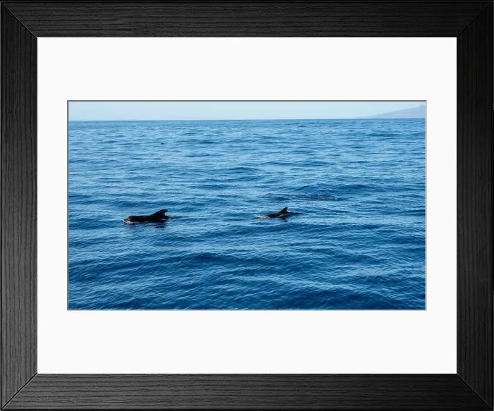 Framed Print : Watching flock of dolfins and whales from touristic boat in deep Atlantic ocean Framed Print : Watching flock of dolfins and whales from touristic boat in deep Atlantic ocean