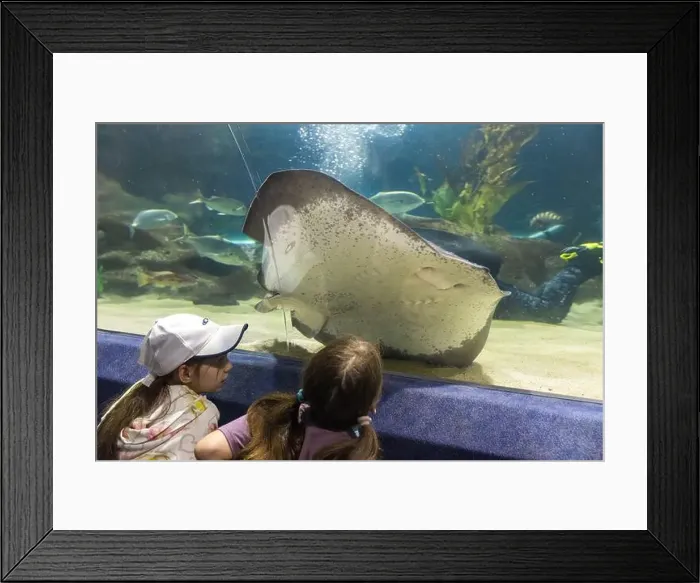 Framed Print : Two young girls in the tunnel of a giant aquarium, watching a stingray swimming past the glass Framed Print : Two young girls in the tunnel of a giant aquarium, watching a stingray swimming past the glass