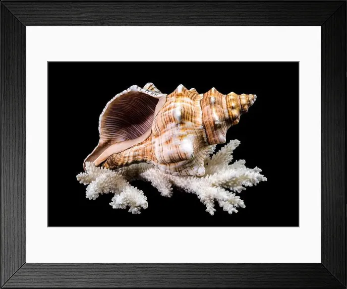 Framed Print : Close-up of a Pleuroploca trapezium shell
