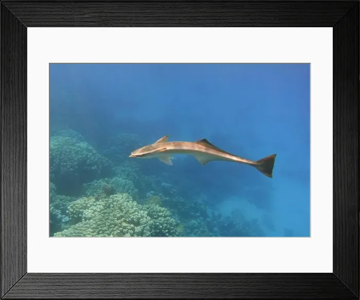 Framed Print : Remora fish swimming in the blue sea Framed Print : Remora fish swimming in the blue sea