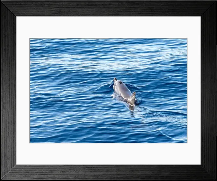 Framed Print : Watching flock of dolfins and whales from touristic boat in deep Atlantic ocean Framed Print : Watching flock of dolfins and whales from touristic boat in deep Atlantic ocean