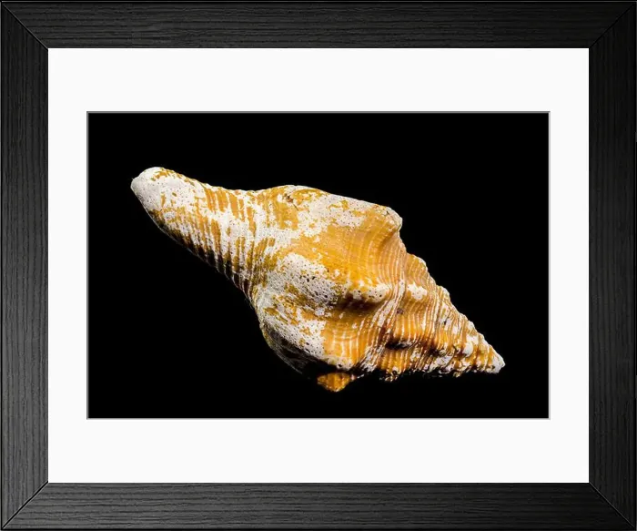 Framed Print : Close-up of an Africofusus ocelliferus shell Framed Print : Close-up of an Africofusus ocelliferus shell