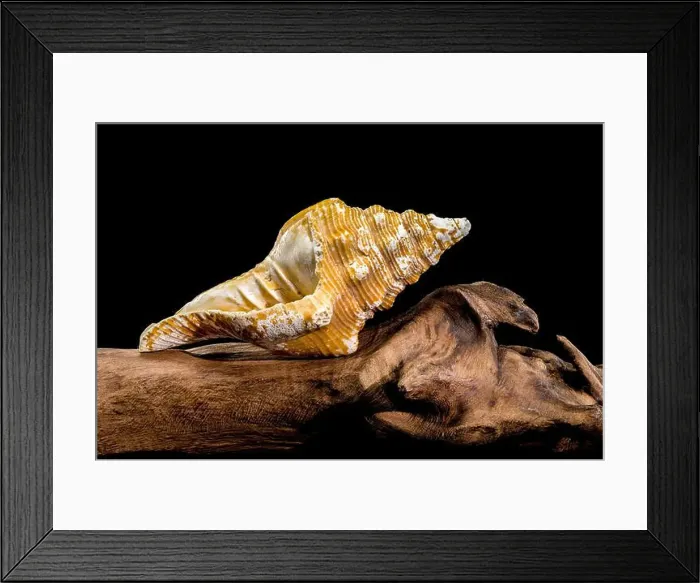 Framed Print : Close-up of an Africofusus ocelliferus shell Framed Print : Close-up of an Africofusus ocelliferus shell